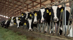 Cows have human flu receptors study shows raising stakes on bird flu outbreak in dairy cattle  CNN