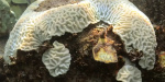 Coral Bleaching Off the Charts in Atlantic as NOAA Warns Ocean Going Crazy Haywire  Common Dreams Coral Bleaching Off the Charts in Atlantic as NOAA Warns Ocean Going Crazy Haywire  Common Dreams