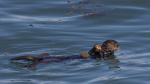 Using tools helps sea otters survive as the ocean changes and food disappears  NPR Using tools helps sea otters survive as the ocean changes and food disappears  NPR