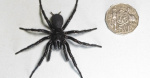 Gigantic spider found in Australia dubbed Hercules is a recordsetter  CBS News