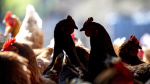 Avian flu surges in Northern California threatening national poultry egg supplies  The Hill