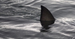 Shark attacks 10yearold Maryland boy during expedition in shark tank at resort in Bahamas  CBS News Shark attacks 10yearold Maryland boy during expedition in shark tank at resort in Bahamas  CBS News