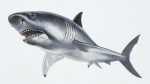 Megalodons were skinnier than we previously thought new study suggests  CNN Megalodons were skinnier than we previously thought new study suggests  CNN