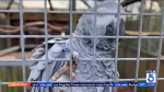 Foulmouthed parrots to undergo group therapy  KTLA Los Angeles Foulmouthed parrots to undergo group therapy  KTLA Los Angeles