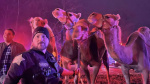 Animals including camels and zebras rescued from truck fire on Indiana interstate  CNN Animals including camels and zebras rescued from truck fire on Indiana interstate  CNN