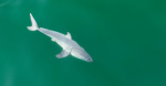 These images may provide the worlds firstever look at a live newborn great white shark  CBS News