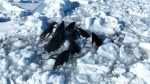 Killer whale pod trapped by sea ice in Japan has seemingly escaped local official says  ABC News