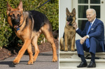 Biden gives away Commander after dog drew blood with attacks on Secret Service at White House vacation home documents  New York Post