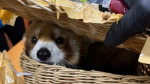 Red panda found alongside 86 other animals in luggage at Thai airport  CNN Red panda found alongside 86 other animals in luggage at Thai airport  CNN