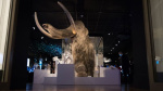 Scientists inch forward in efforts to resurrect an extinct giant  CNN Scientists inch forward in efforts to resurrect an extinct giant  CNN