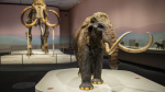 Elephant stem cells created in a lab for the first time could help bring back the mammoth  CNN