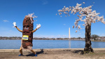 Stumpys last spring 140 cherry blossom trees to be removed in DC The Associated Press Stumpys last spring 140 cherry blossom trees to be removed in DC The Associated Press