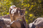 Man dead brother injured after mountain lion attack in California  KTLA Los Angeles Man dead brother injured after mountain lion attack in California  KTLA Los Angeles