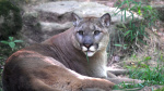 Mountain lion attack kills California man injures brother  USA TODAY