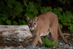 Mountain lion attack in northern California is first fatality in decades  The Washington Post Mountain lion attack in northern California is first fatality in decades  The Washington Post