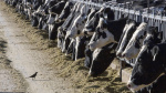 Dairy cattle in Texas and Kansas test positive for bird flu The Associated Press Dairy cattle in Texas and Kansas test positive for bird flu The Associated Press