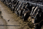 Bird flu symptoms found in dairy cattle in Texas Kansas  The Washington Post Bird flu symptoms found in dairy cattle in Texas Kansas  The Washington Post