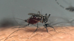 Puerto Ricos health department declares public health emergency as dengue cases rise  ABC News