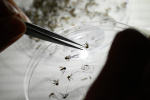 Puerto Rico declares dengue fever an epidemic as cases rise  The Washington Post Puerto Rico declares dengue fever an epidemic as cases rise  The Washington Post