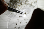 Spike in dengue cases in Puerto Rico declared public health emergency  WJW FOX 8 News Cleveland Spike in dengue cases in Puerto Rico declared public health emergency  WJW FOX 8 News Cleveland
