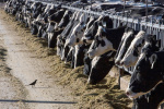 Bird flu spreads to dairy cows in Idaho Michigan New Mexico and Ohio  The Washington Post Bird flu spreads to dairy cows in Idaho Michigan New Mexico and Ohio  The Washington Post