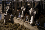Bird Flu Found in Michigan Idaho Cows as Virus Spreads in US Yahoo Finance Bird Flu Found in Michigan Idaho Cows as Virus Spreads in US Yahoo Finance