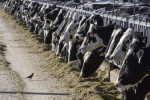 Dairy cattle in Michigan test positive for bird flu  WDIV ClickOnDetroit