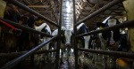 Bird flu has hit US dairy cattle for the first time Heres what it means for milk supply  CBS News