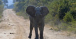 Elephant attack leaves American woman dead in Zambias Kafue National Park  CBS News Elephant attack leaves American woman dead in Zambias Kafue National Park  CBS News