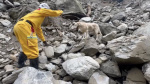 Roger overly playful dog who failed police academy becomes star of Taiwan quake response  CNN Roger overly playful dog who failed police academy becomes star of Taiwan quake response  CNN