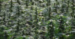 Colombia police arrest 73yearold American for giving cannabis tours in his home  CBS News Colombia police arrest 73yearold American for giving cannabis tours in his home  CBS News