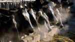 Bird flu is spreading to more farm animals Are milk and eggs safe  ABC News Bird flu is spreading to more farm animals Are milk and eggs safe  ABC News