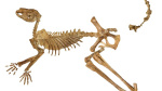 Scientists identify three new species of ancient kangarooand one was more than 66 feet tall CNN Scientists identify three new species of ancient kangarooand one was more than 66 feet tall CNN