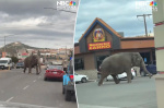 Escaped circus elephant thunders down Montana city street after car backfires scares her hours before show  New York Post