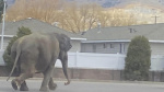 A vehicle backfiring startled a circus elephant into a Montana street She still performed Monday The Associated Press A vehicle backfiring startled a circus elephant into a Montana street She still performed Monday The Associated Press