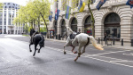 Several military horses run loose in London and injure four The Associated Press Several military horses run loose in London and injure four The Associated Press