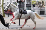 Bloodsoaked military horses break free injure 4 people while running amok near Buckingham Palace  New York Post