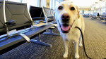 Traveling internationally with a dog just got a little harder  Shots  Health News  NPR Traveling internationally with a dog just got a little harder  Shots  Health News  NPR