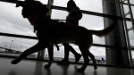 Traveling with dogs to the US The new rules youll need to follow The Associated Press Traveling with dogs to the US The new rules youll need to follow The Associated Press