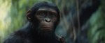 Kingdom Of The Planet Of The Apes Evolving Towards 125M Global Debut  International Box Office  Deadline Kingdom Of The Planet Of The Apes Evolving Towards 125M Global Debut  International Box Office  Deadline