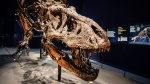 The evolutionary twist that could have helped dinosaurs rule Earth  CNN
